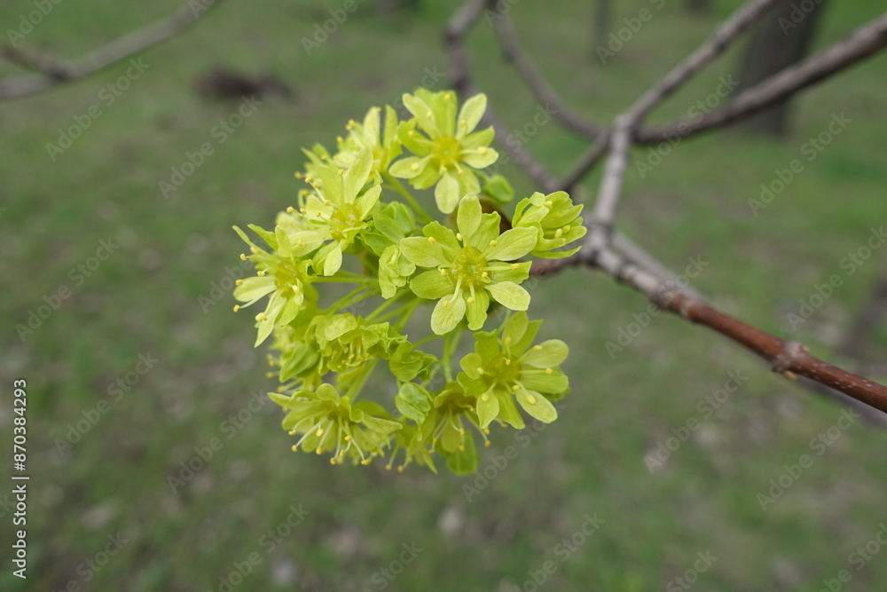 Obraz premium Close up of greenish yellow flowers of Acer platanoides tree in April