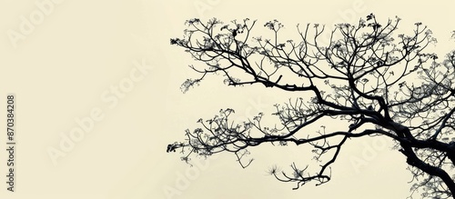 A stunning picture of tree branches in silhouette with a striking background, featuring ample copy space image.