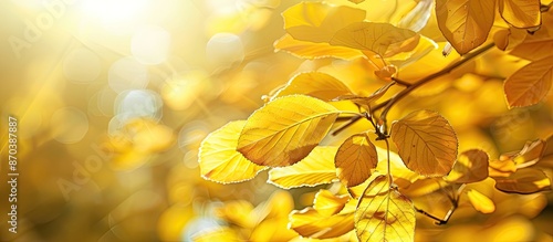 Banner with a backdrop of golden yellow leaves and sunlight, ideal for copy space image.