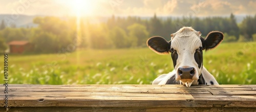 Wallpaper Mural A white and black dairy cow (heifer) stares at the camera on an empty wooden table in a countryside landscape with sunbeams, creating a template for dairy products with copy space image. Torontodigital.ca