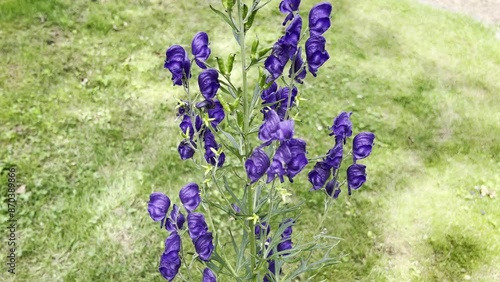 Monkshood, Aconitium napellus