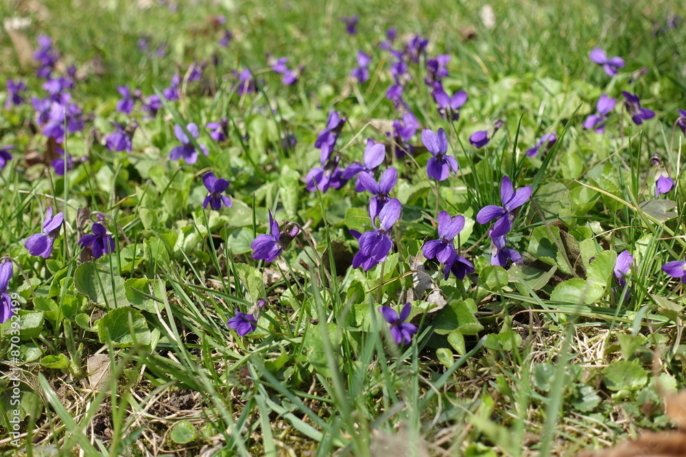 Naklejka premium A lot of purple flowers of dog violet in April