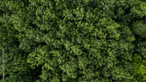 Aerial view nature green forest and green tree forest texture background, Texture and background green tree forest view from above, Nature onservation and ecosytem. © Kalyakan