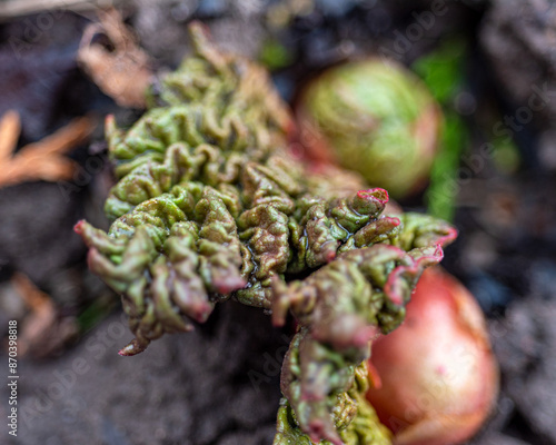 macro photography, flower fragment close-up, spring flower company