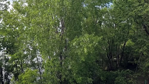 Drone crane shot rising from behind trees, showing the Milles-Iles River with sailing boats on the water