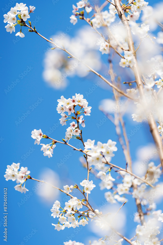 Pears are Rosaceae and bloom elegant and beautiful flowers in spring. Pears are Rosaceae and bloom elegant and beautiful flowers in spring.
