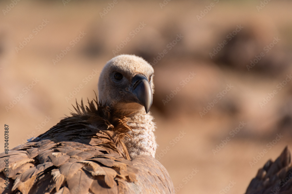 Griffon vulture in Extremadura, Spain Griffon vulture in Extremadura, Spain