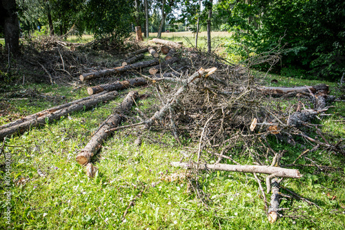 Sawed trunks and branches of old trees on the ground