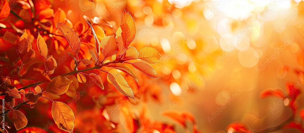 Autumnal foliage captured in a photo with ample copy space image. Autumnal foliage captured in a photo with ample copy space image.