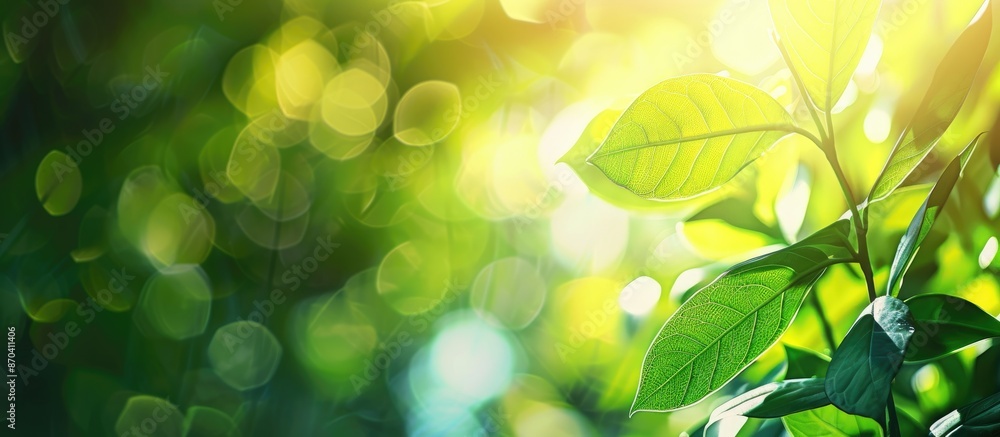 Green leaf on a blurred greenery background in a garden with sunlight, perfect for a copy space image with a natural green plants landscape, reflecting ecology and a fresh wallpaper concept. Green leaf on a blurred greenery background in a garden with sunlight, perfect for a copy space image with a natural green plants landscape, reflecting ecology and a fresh wallpaper concept.