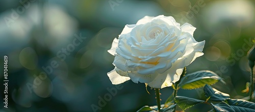 Capturing a beautiful white rose in my garden, a stunning copy space image. photo