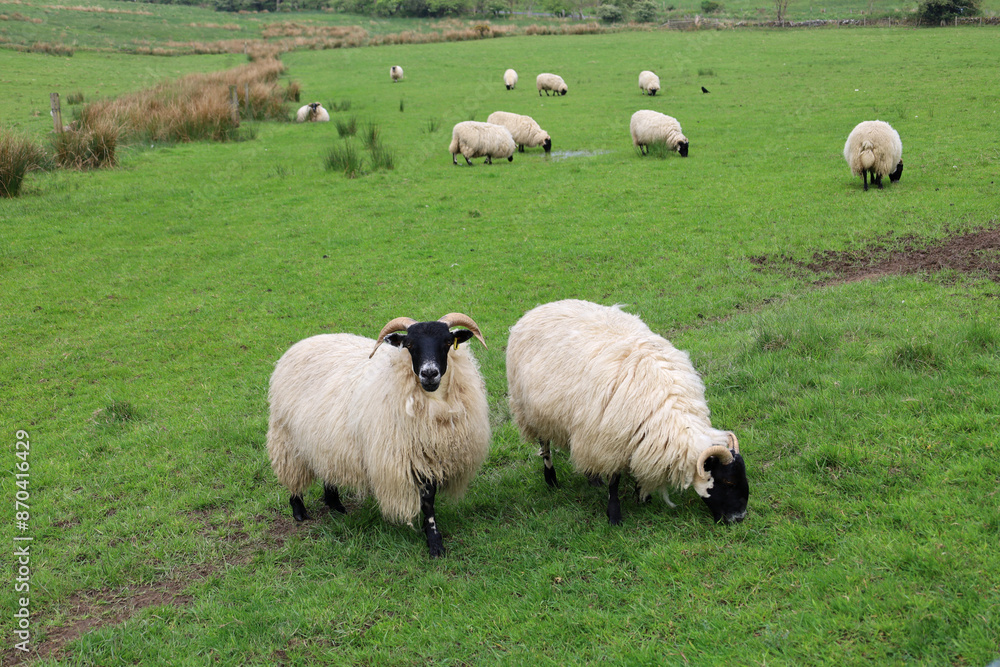 Landscape with sheep field in countryside of England, UK Landscape with sheep field in countryside of England, UK