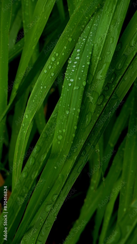 green grass with dew drops green grass with dew drops