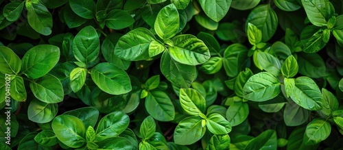 Close-up nature background with dense green leaves filling the copy space image.