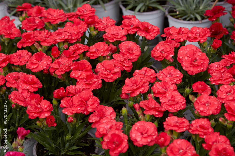 Dianthus, carnation plants with red flowers in vases Dianthus, carnation plants with red flowers in vases
