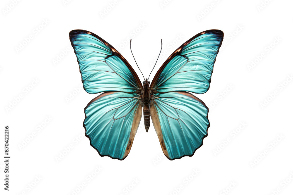 I Love Butterfly (PNG 8208x5472) I Love Butterfly (PNG 8208x5472)