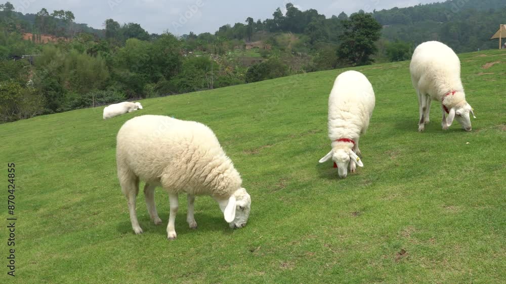 Farm animal sheep walking, resting, eating grass freely in farmland Farm animal sheep walking, resting, eating grass freely in farmland