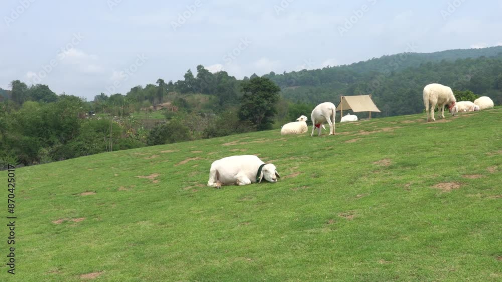 Farm animal sheep walking, resting, eating grass freely in farmland Farm animal sheep walking, resting, eating grass freely in farmland
