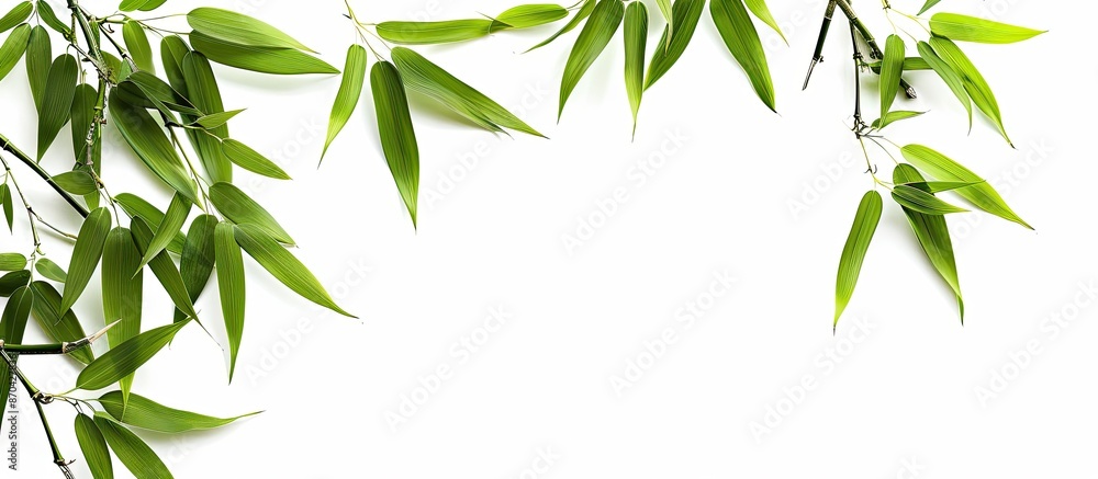 Fototapeta premium Isolated bamboo leaves on a white backdrop with a clipping path for a clean, professional copy space image.