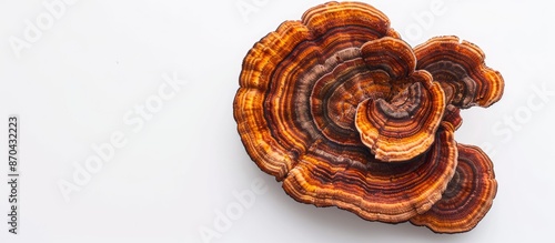 Isolated Ling Zhi or Ganoderma Lucidum Mushroom on a white background with copy space image. photo