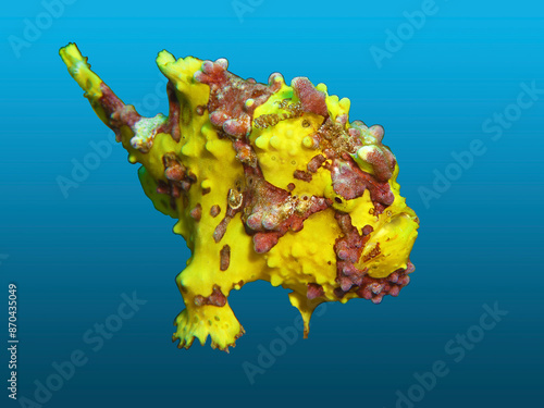 Frogfish isolated against a blue gradient background. I took the underwater photograph of this yellow fish with red warts during a dive on Pescador Island, Moaboal on Cebu in the Philippines. 