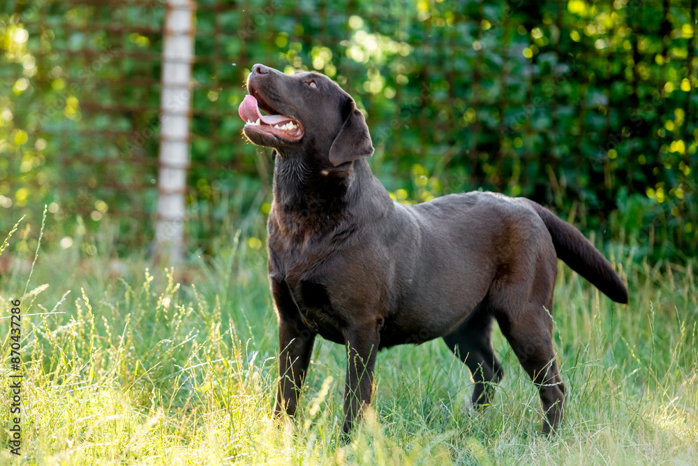 chocolate labrador walks on green grass chocolate labrador walks on green grass
