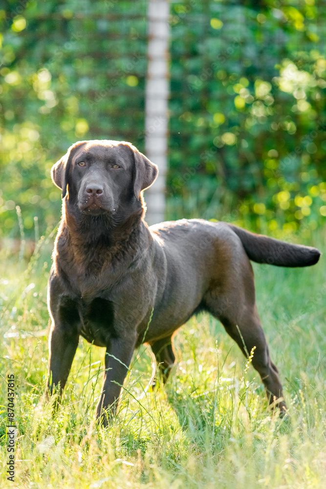chocolate labrador walks on green grass chocolate labrador walks on green grass