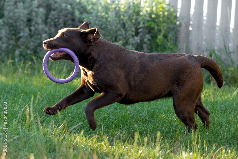 Obraz premium chocolate labrador walks on green grass