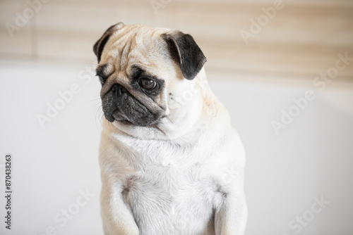 Pug in the bathroom. The dog looks at the camera and moves its muzzle and ears in a funny way.  dog after bath © Mariya Surmacheva
