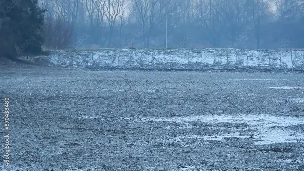 Flock of birds European siskin, Spinus spinus look for food at bottom of empty pond with snow on frosty winter evening - real time. Topics: ornithology, natural environment, winter period, nature Flock of birds European siskin, Spinus spinus look for food at bottom of empty pond with snow on frosty winter evening - real time. Topics: ornithology, natural environment, winter period, nature