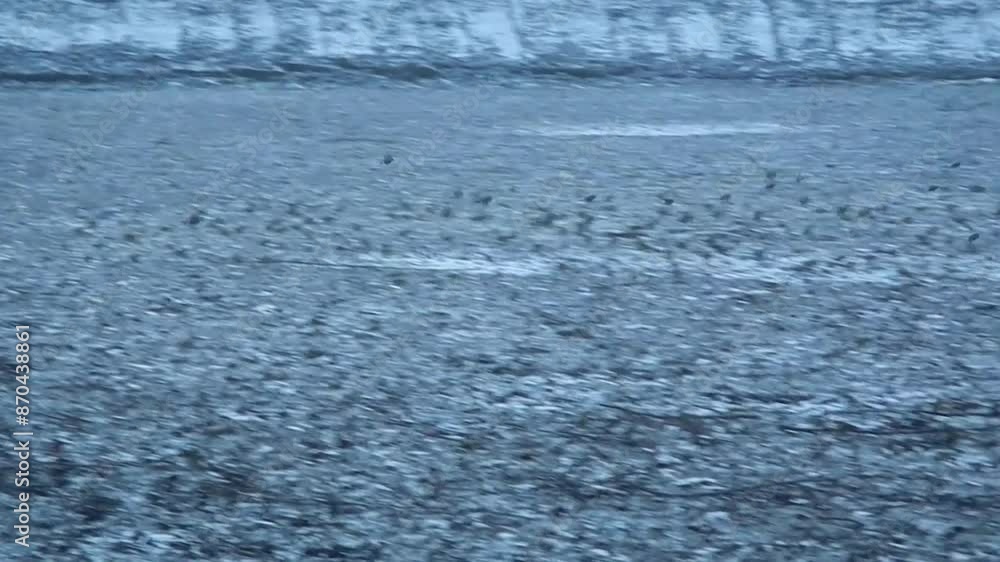 Flock of birds European siskin, Spinus spinus look for food at bottom of empty pond with snow on frosty winter evening - real time. Topics: ornithology, natural environment, winter period, nature Flock of birds European siskin, Spinus spinus look for food at bottom of empty pond with snow on frosty winter evening - real time. Topics: ornithology, natural environment, winter period, nature