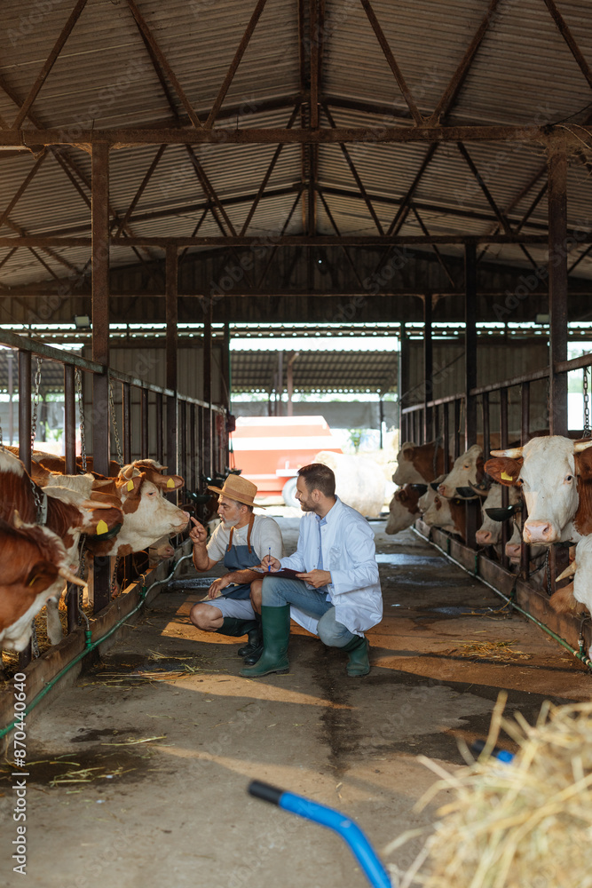Farmer and a veterinarian kneeling in a barn between cow stalls Farmer and a veterinarian kneeling in a barn between cow stalls