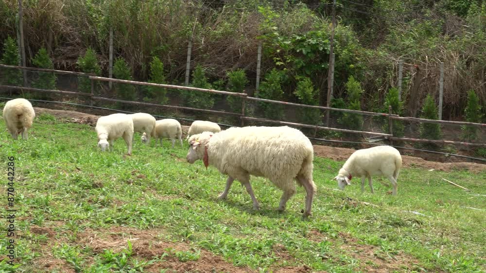 Farm animal sheep walking, resting, eating grass freely in farmland Farm animal sheep walking, resting, eating grass freely in farmland