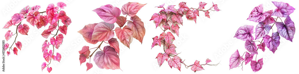 Pink and Purple Heart-Shaped Leaves Isolated on White Background, PNG File Pink and Purple Heart-Shaped Leaves Isolated on White Background, PNG File