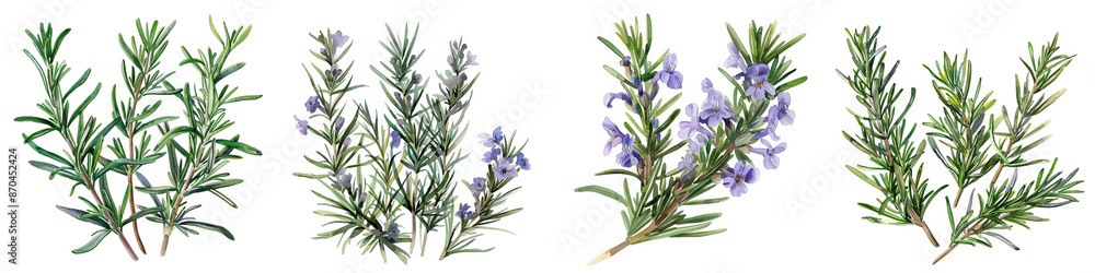Fototapeta premium Watercolor Rosemary Sprigs with Flowers Isolated on White Background, PNG File