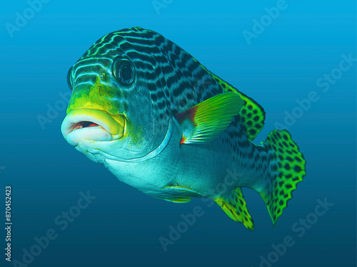 Sweetlip (Plectorhinchus lineatus) isolated against a blue gradient background. I took the underwater photograph of this bandet fish during a dive at a coral reef in Raja Ampat, West Papua, Indonesia