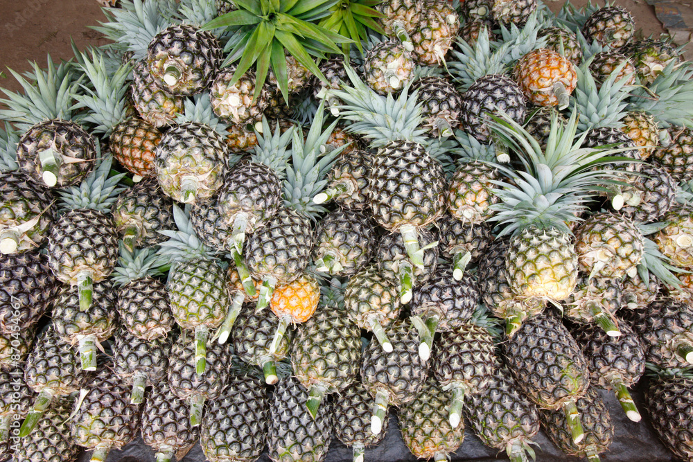 Pineapple production in Africa. Harvest. Togo. Pineapple production in Africa. Harvest. Togo.