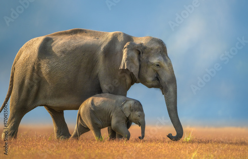 Canvas Print Elephant walking with cub with blue background