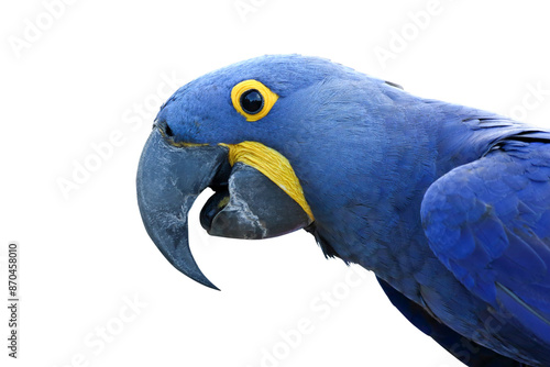 Close-up of a beautiful macaw parrot isolated on transparent background. Hyacinth macaw 