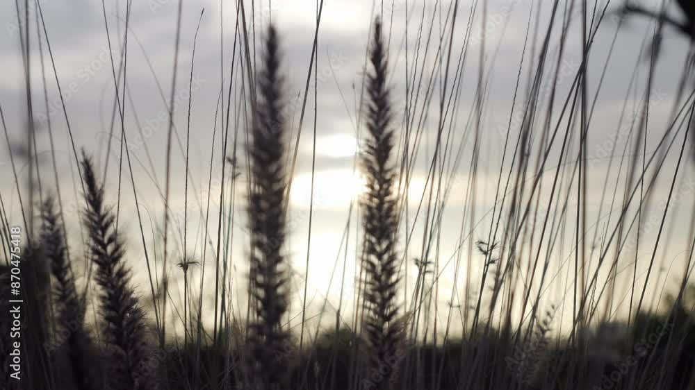 Close Up Soft Focus Long Grass with Sunrise Sky - Push In Close Up Soft Focus Long Grass with Sunrise Sky - Push In