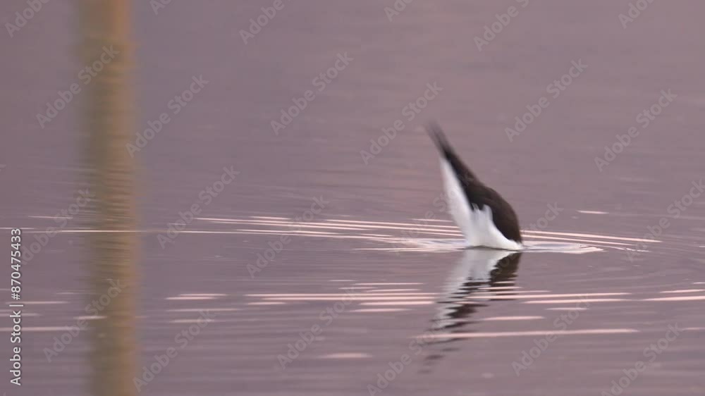 Black-winged Stilt Foraging In Shallow Pond Water. closeup, tracking shot