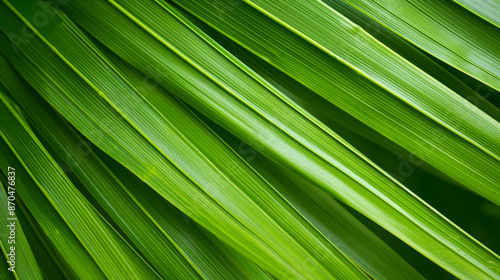 Striped of palm leaf, Abstract green texture background.