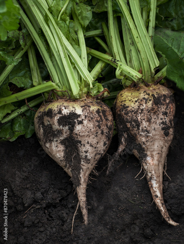 Harvested sugar beet root extracted from the ground, selective focus