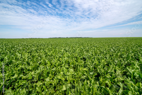 sugar beet field with sky and fantastic clouds, rural landscape