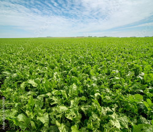 green leaves close up at sugarbeet field in summer time, beautiful clouds in ...