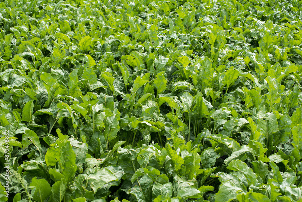 green leaves close up at beet field in summer time green leaves close up at beet field in summer time