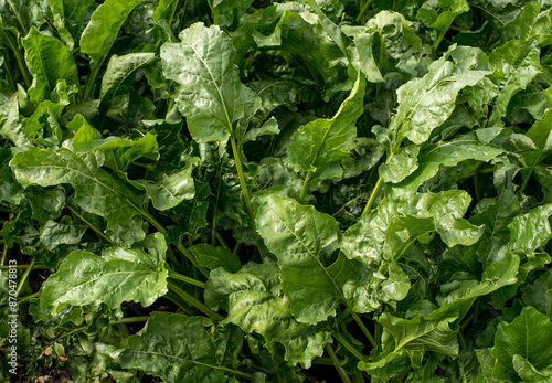 close up of green leaves at sugar beet field, detailed