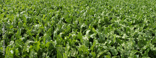 field of green sugar beet leaves close-up, horizontal view only leaves