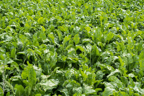 green leaves close up at beet field in summer time