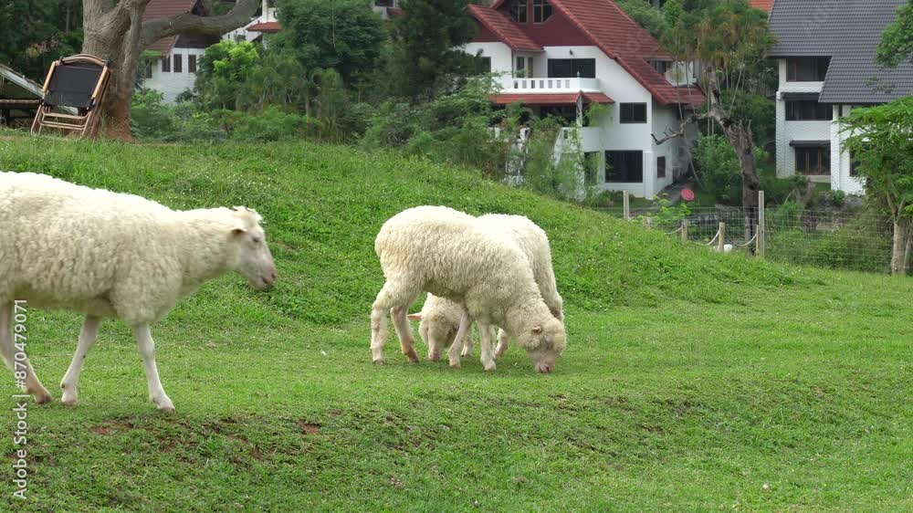 Farm animal Merino sheep walking, resting, eating grass freely in farmland Farm animal Merino sheep walking, resting, eating grass freely in farmland